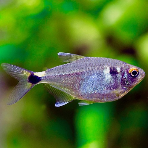 Hemigrammus ocellifer - Laternensalmler M